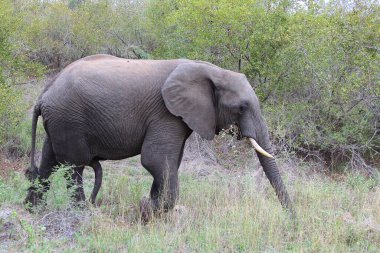 Afrikanischer Elefant / African elephant / Loxodonta africana