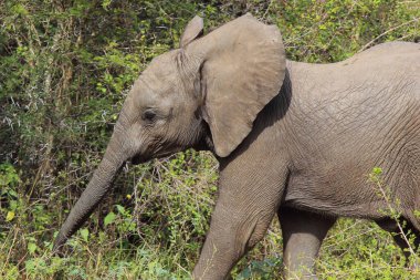 Afrikanischer Elefant / African elephant / Loxodonta africana