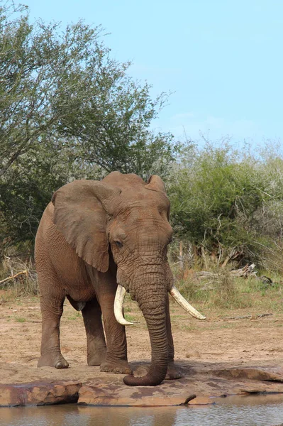 Afrikanischer Elefant African Elephant Loxodonta Africana — Foto de Stock