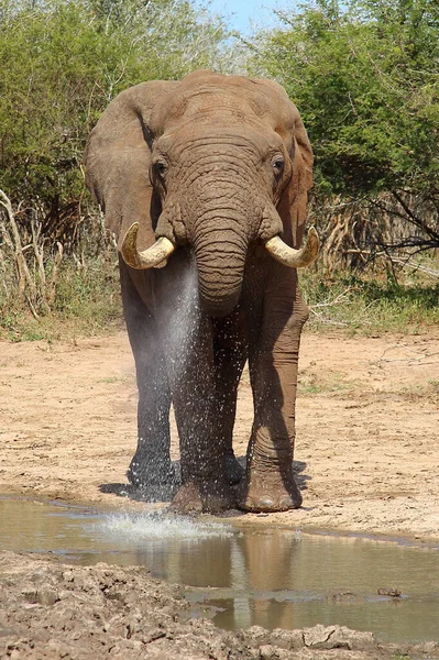 Afrikanischer Elefant African Elephant Loxodonta Africana — Photo