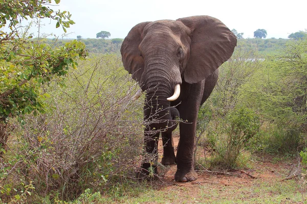 Afrikanischer Elefant African Elephant Loxodonta Africana — kuvapankkivalokuva