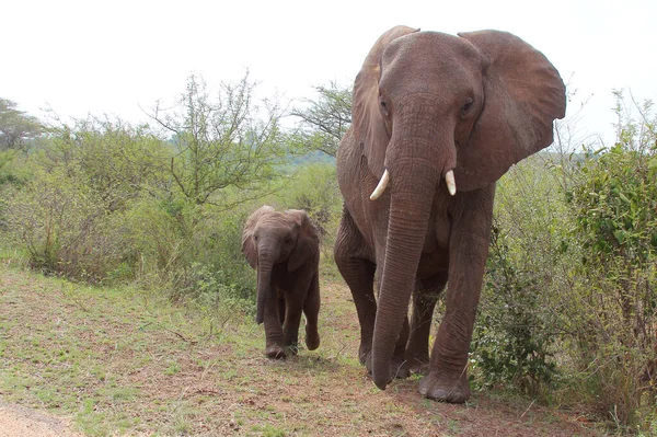 Afrikanischer Elefant African Elephant Loxodonta Africana — Stockfoto