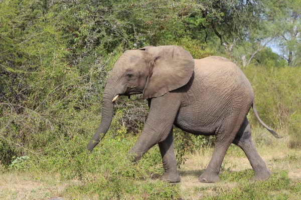 Afrikanischer Elefant African Elephant Loxodonta Africana — ストック写真