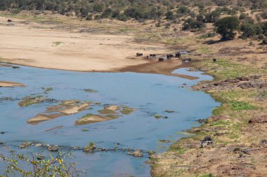 Afrikanischer Elefant im Olifants River / African elephant in Olifants River / Loxodonta africana