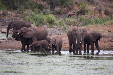 Afrikanischer Elefant im Sweni Nehri / Sweni Nehri 'ndeki Afrika fili / Loxodonta africana