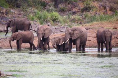 Afrikanischer Elefant im Sweni Nehri / Sweni Nehri 'ndeki Afrika fili / Loxodonta africana