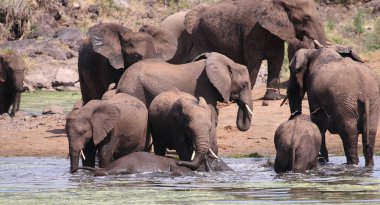 Afrikanischer Elefant im Sweni Nehri / Sweni Nehri 'ndeki Afrika fili / Loxodonta africana