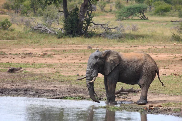 Afrikanischer Elefant Kumana Damm Afrikai Elefánt Kumana Gátnál Loxodonta Africana — Stock Fotó