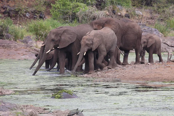 Afrikanischer Elefant Sweni River Afrikanischer Elefant Sweni River Loxodonta Africana — Stockfoto