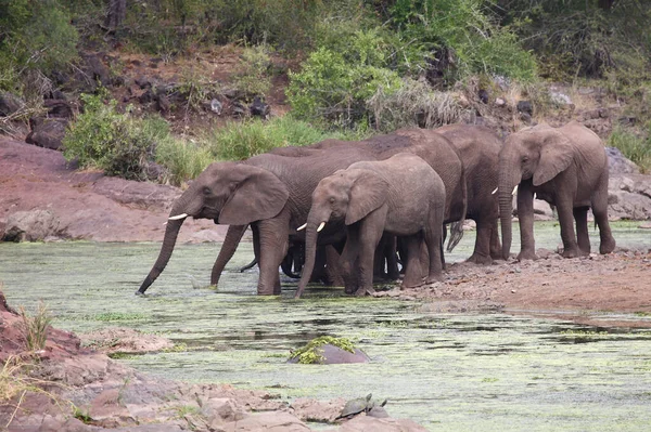 Afrikanischer Elefant Sweni River Africký Slon Řeky Sweni Loxodonta Africana — Stock fotografie