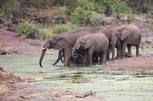 Afrikanischer Elefant Sweni River Africký Slon Řeky Sweni Loxodonta Africana — Stock fotografie