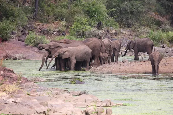 Afrikanischer Elefant Sweni River Africký Slon Řeky Sweni Loxodonta Africana — Stock fotografie