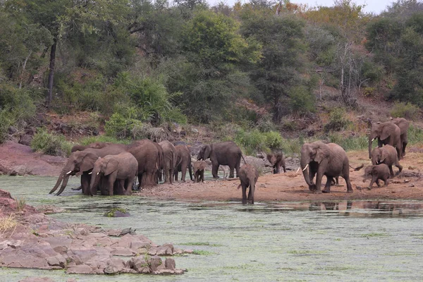 Afrikanischer Elefante Sul Fiume Sweni Elefante Africano Sul Fiume Sweni — Foto Stock