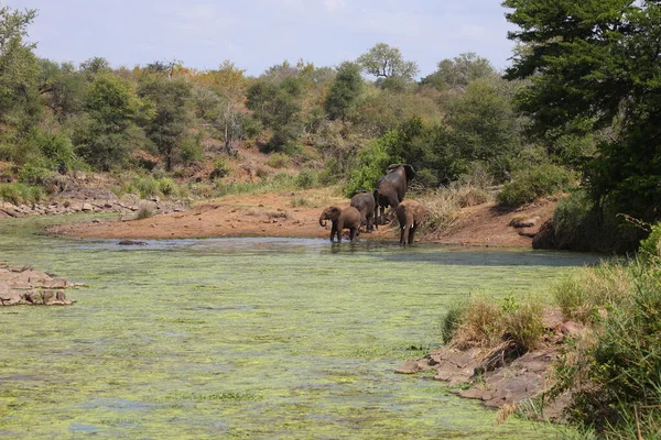 Afrikanischer Elefant Sweni River Elefante Africano Sweni River Loxodonta Africana — Fotografia de Stock