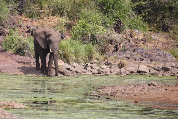 Afrikanischer Elefant Sweni River Afrikai Elefánt Sweni Folyónál Loxodonta Africana — Stock Fotó