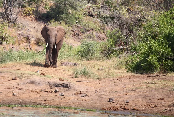 Afrikanischer Elefant Sweni River Afrikai Elefánt Sweni Folyónál Loxodonta Africana — Stock Fotó