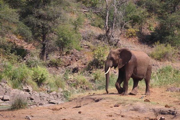 Afrikanischer Elefant Sweni River Afrikai Elefánt Sweni Folyónál Loxodonta Africana — Stock Fotó