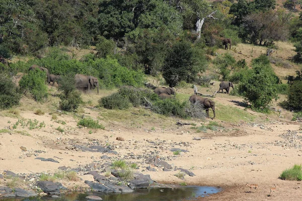 Afrikanischer Elefant Timbavati River Elefante Africano Rio Timbavati Loxodonta Africana — Fotografia de Stock