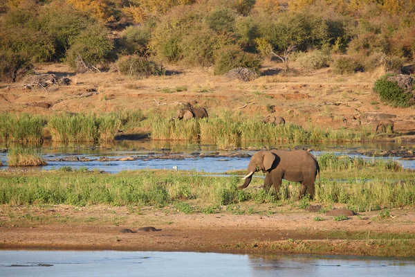 Afrikanischer Elefant Olifants River African Elephant Olifants River Loxodonta Africana — Photo