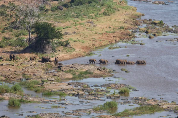 Afrikanischer Elefant Olifants River African Elephant Olifants River Loxodonta Africana — Stock fotografie