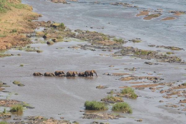 Afrikanischer Elefant Olifants River African Elephant Olifants River Loxodonta Africana — Stock fotografie