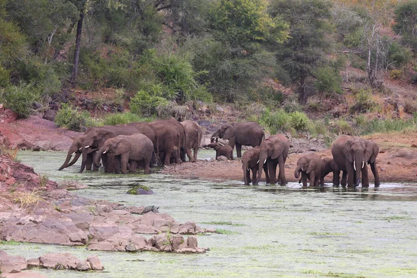 Afrikanischer Elefante Sweni Elefante Africano Nel Fiume Sweni Loxodonta Africana — Foto Stock