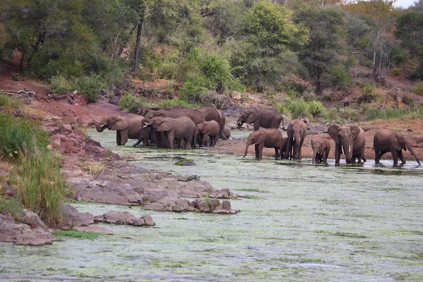 Rzeka Afrikanischer Elefant Sweni Słoń Afrykański Rzece Sweni Loxodonta Africana — Zdjęcie stockowe