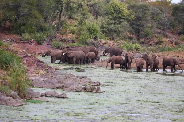 Afrikanischer Elefante Sweni Elefante Africano Nel Fiume Sweni Loxodonta Africana — Foto Stock