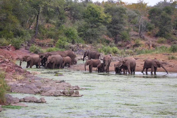 Afrikanischer Elefante Sweni Elefante Africano Nel Fiume Sweni Loxodonta Africana — Foto Stock