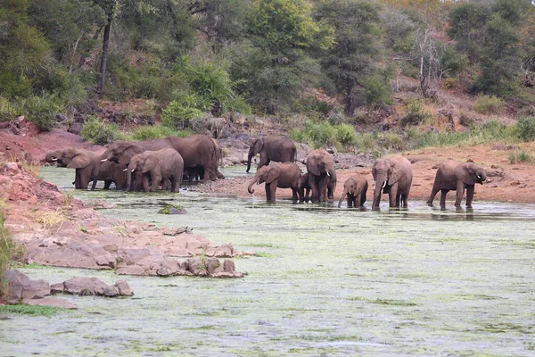 Afrikanischer Elefant Sweni River Αφρικανικός Ελέφαντας Στον Ποταμό Sweni Loxodonta — Φωτογραφία Αρχείου