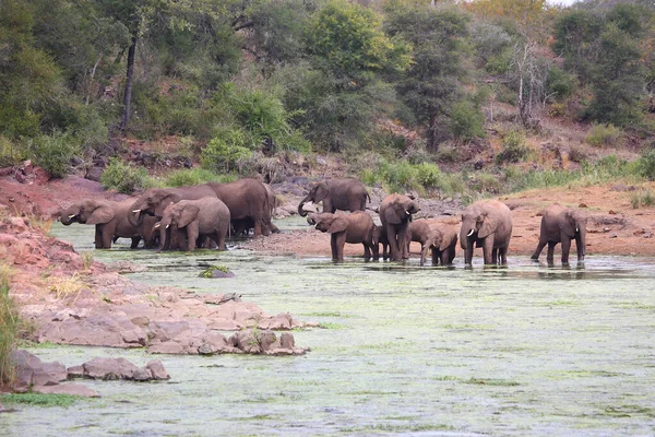 Afrikanischer Elefant Sweni River Afrikanischer Elefant Sweni River Loxodonta Africana — Stockfoto