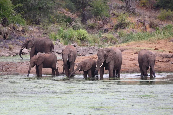 Afrikanischer Elefant Sweni River Africký Slon Řece Sweni Loxodonta Africana — Stock fotografie