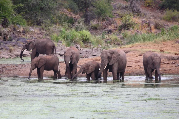 Afrikanischer Elefante Sweni Elefante Africano Nel Fiume Sweni Loxodonta Africana — Foto Stock