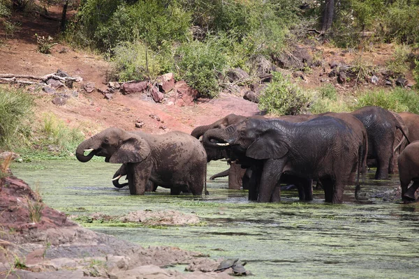 Afrikanischer Elefant Sweni River African Elephant Sweni River Loxodonta Africana — 스톡 사진