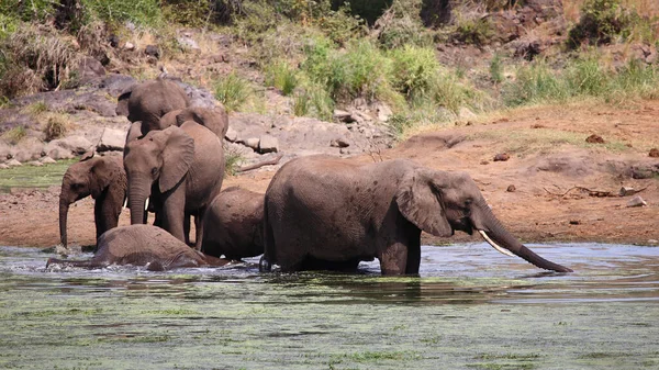 Afrikanischer Elefante Sweni Elefante Africano Nel Fiume Sweni Loxodonta Africana — Foto Stock