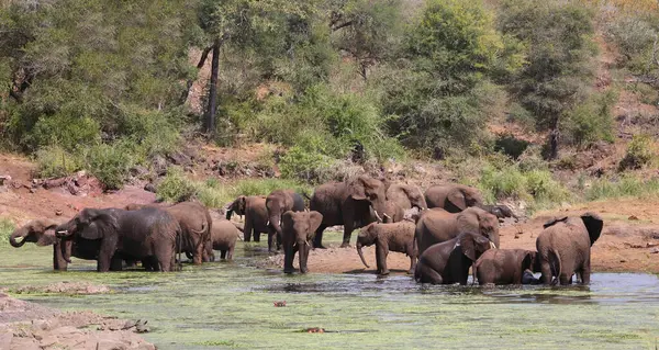 Afrikanischer Elefante Sweni Elefante Africano Nel Fiume Sweni Loxodonta Africana — Foto Stock