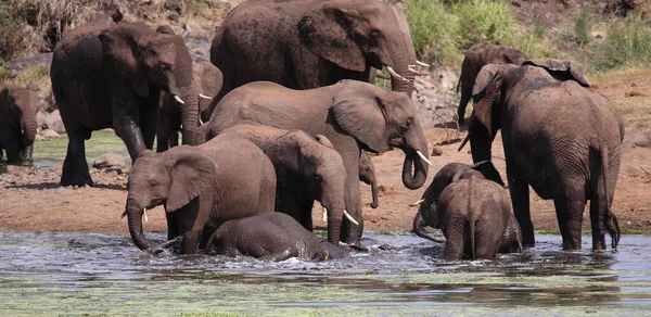 Afrikanischer Elefante Sweni Elefante Africano Nel Fiume Sweni Loxodonta Africana — Foto Stock