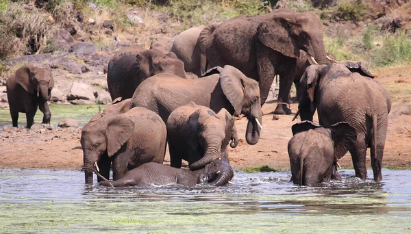 Afrikanischer Elefant Sweni River Afrikanischer Elefant Sweni River Loxodonta Africana — Stockfoto