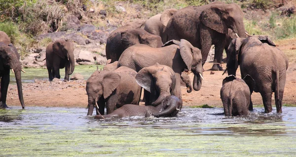 Afrikanischer Elefant Sweni River Afrikanischer Elefant Sweni River Loxodonta Africana — Stockfoto