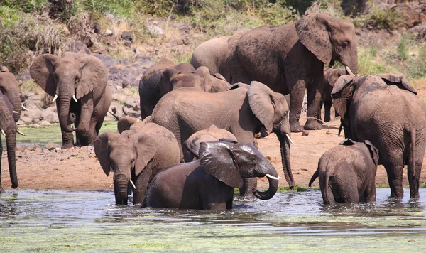 Afrikanischer Elefante Sweni Elefante Africano Nel Fiume Sweni Loxodonta Africana — Foto Stock