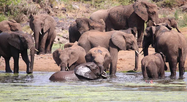 Afrikanischer Elefante Sweni Elefante Africano Nel Fiume Sweni Loxodonta Africana — Foto Stock