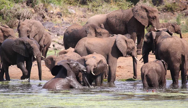 Afrikanischer Elefante Sweni Elefante Africano Nel Fiume Sweni Loxodonta Africana — Foto Stock