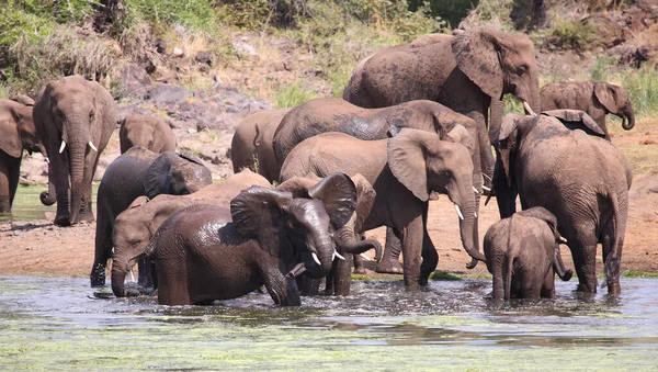 Afrikanischer Elefante Sweni Elefante Africano Nel Fiume Sweni Loxodonta Africana — Foto Stock