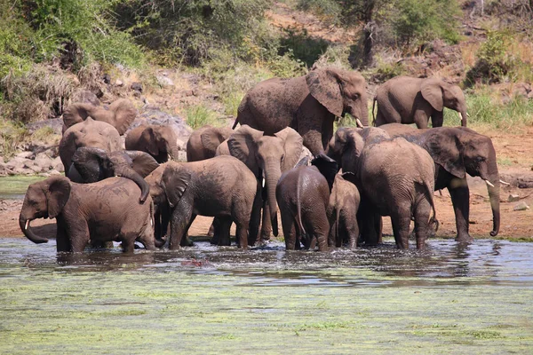 Afrikanischer Elefant Sweni River African Elephant Sweni River Loxodonta Africana — 스톡 사진