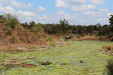 Afrikanischer Elefant und Flusspferd im Sweni Nehri / Afrika fili ve Hippopotamus Sweni Nehri / Loxodonta africana et Hippopotamus amphibius