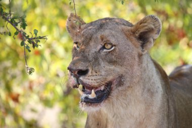 Afrikanischer Loewe / Afrikalı Aslan / Panthera Leo