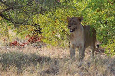 Afrikanischer Loewe / Afrikalı Aslan / Panthera Leo