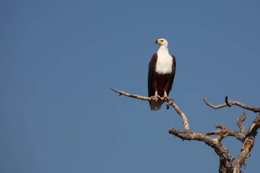 Afrikanischer Schreiseeadler / African fish-eagle / Haliaeetus vocifer