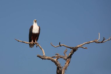 Afrikanischer Schreiseeadler / African fish-eagle / Haliaeetus vocifer