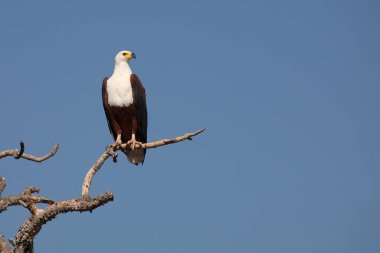 Afrikanischer Schreiseeadler / African fish-eagle / Haliaeetus vocifer